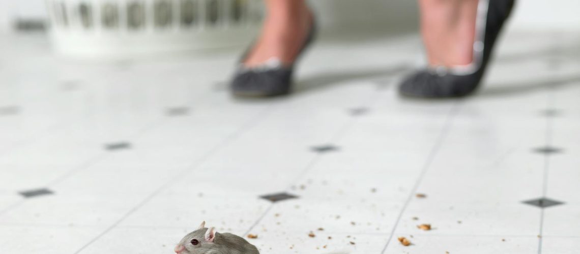 Souris dans la maison : comment s'en débarrasser ?